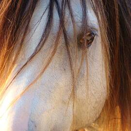 Mane Expression