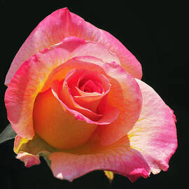 Mardi Gras Floribunda Rose by Rona Black