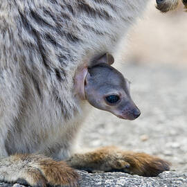 Mareeba Unadorned Rock Wallaby And Joey by William H. Mullins
