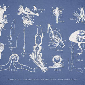 Marine Organisms Hydromedusae by Aged Pixel