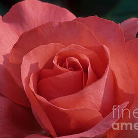 Marmalade Skies Rose by Chris Scroggins