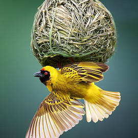 Masked weaver at nest by Johan Swanepoel