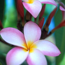 Maui Plumeria by Kathy Yates
