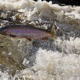 McVicar Creek Rainbow Trout run by Jakub Sisak