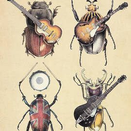 Meet the Beetles