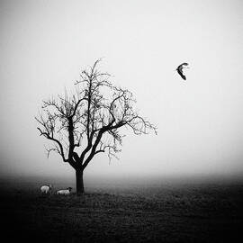 Meeting In The Morning Mist by Holger Droste