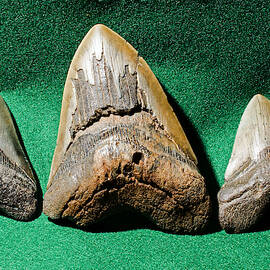 Megaladon Teeth Fossilized by Millard H. Sharp