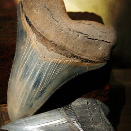 Megalodon Fossil Shark Teeth by Rebecca Sherman