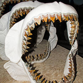 Megalodon Jaws Models by Millard H. Sharp