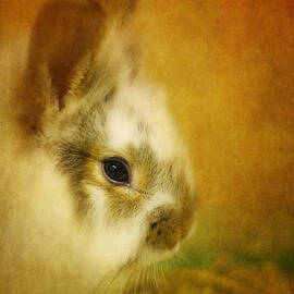Memories of Watership Down by Lois Bryan