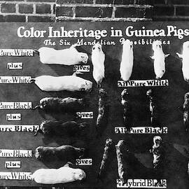 Mendelian Inheritance Display by Science Photo Library
