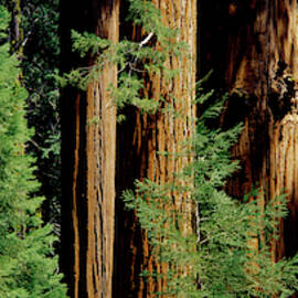 Mid Section Of Giant Sequoia Trees by Greg Probst