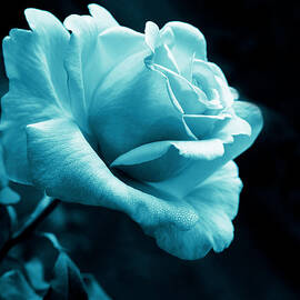 Midnight Rose Flower in Aquamarine by Jennie Marie Schell