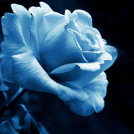 Midnight Rose Flower in Blue by Jennie Marie Schell
