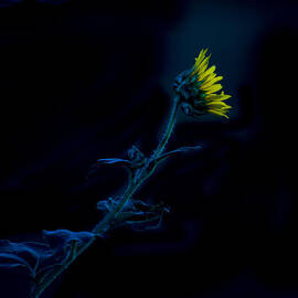 Midnight Sunflower