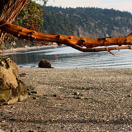 Mighty Madrona Tree Swing