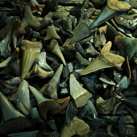 Miocene Fossil Shark Tooth Assortment by Rebecca Sherman