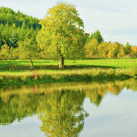 Mirroring Tree In River by Kerrick