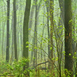 Misty Forest