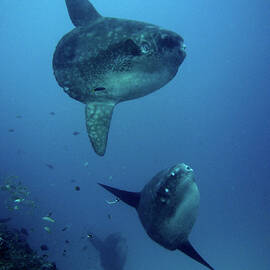 Molas by Eunice Khoo