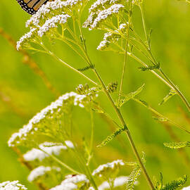 Monarch and Bee  by Natural Focal Point Photography