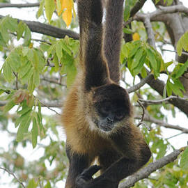 spider monkey from Nicaragua 1 by Rudi Prott