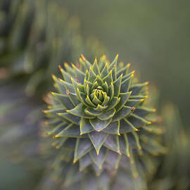 Monkey Puzzle Tree Macro by Loree Johnson