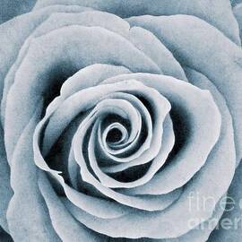 Monochrome Rose by Joan-Violet Stretch