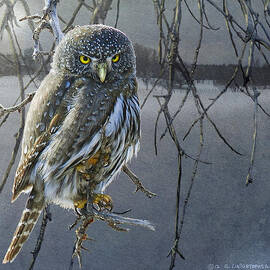Moonlight Pygmy Owl Portrait