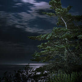 Moonlit Treescape by Marty Saccone