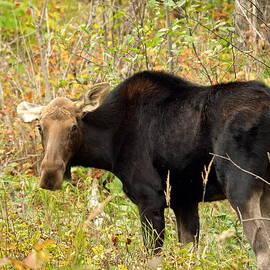 Moose by James Peterson