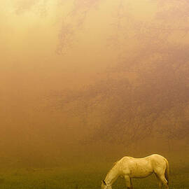 Morning Haze White Horse