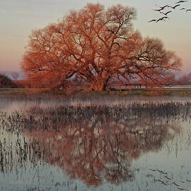 Morning Magic by Beth Sargent