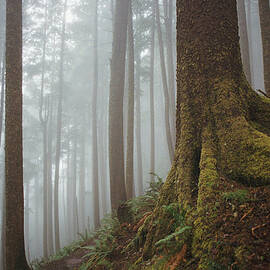 Moss Covered Tree In Foggy Forest by Danielle D. Hughson