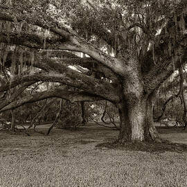 Mossy Oak by Silvio Ligutti