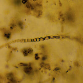 Most Primitive Fossils by Science Photo Library