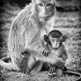 Mother and Baby Monkey Black and White by Adam Romanowicz