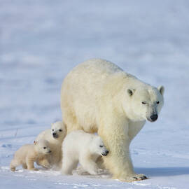 Mother Polar Bear With Three Cubs by Keren Su