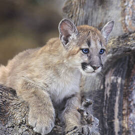 Mountain Lion Cub on Tree Branch by Dave Welling