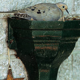 Mourning Dove In Nest by William H. Mullins
