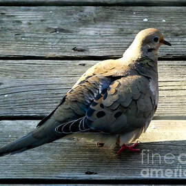 Mourning Dove by Kristen Fox