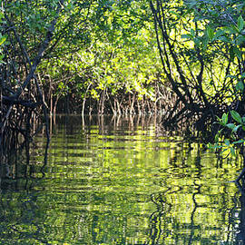 Movin' thru the Mangroves by Bob Hislop