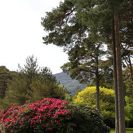 Muckross Garden In Spring