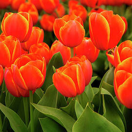 Multicolored Tulip Field by Bob Pool