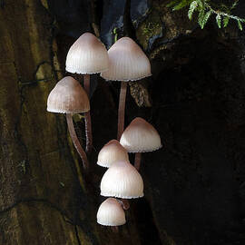Mushrooms Columbia River Gorge Oregon 2 by Bob Christopher