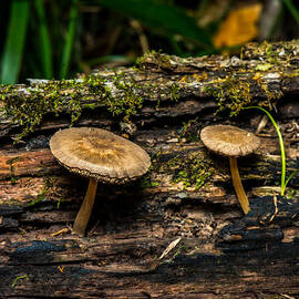 Mushrooms In The Forest