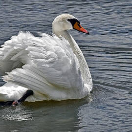 Mute Swan by Marcia Colelli