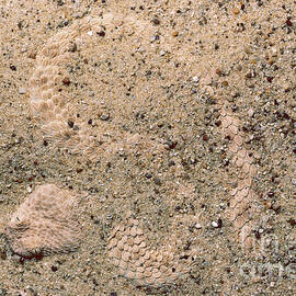 Namib Viper by Gregory G. Dimijian, M.D.