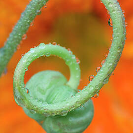 Nasturtium Curl With Rain by Jaynes Gallery