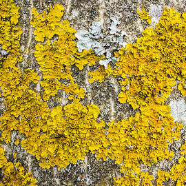 Natural abstract - yellow lichen growing on bark of tree  by Matthias Hauser